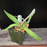 Staghorn